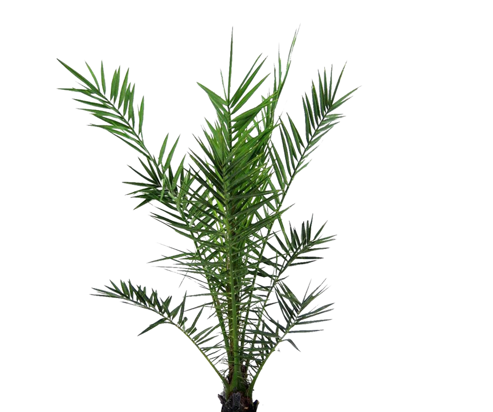 Kanarische Dattelpalme - Phoenix Canariensis