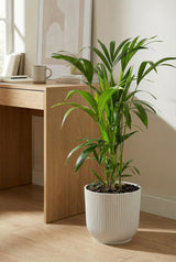 Kentia Palme kaufen — Howea forsteriana mit eleganten Fiederblättern, 80 cm