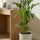 Kentia Palme kaufen — Howea forsteriana mit eleganten Fiederblättern, 80 cm