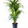 Kentia Palme