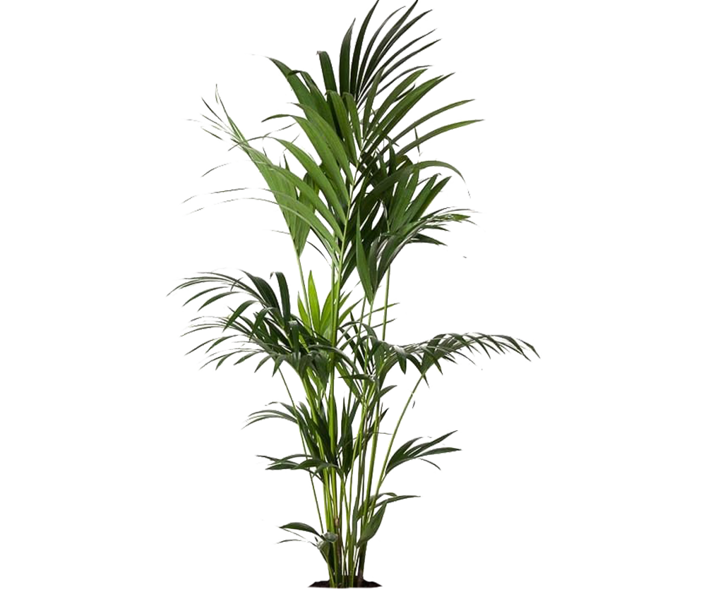 Kentia Palme