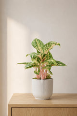 Aglaonema Coco Melon kaufen — Zimmerpflanze mit rosa-grünen Blättern