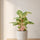 Aglaonema Coco Melon kaufen — Zimmerpflanze mit rosa-grünen Blättern