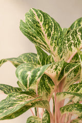 Aglaonema Coco Melon Blattdetail — charakteristische rosa und grüne Blattzeichnung