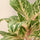 Aglaonema Coco Melon Blattdetail — charakteristische rosa und grüne Blattzeichnung