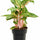 Aglaonema Coco Melon Zimmerpflanze — farbenfrohes tropisches Blattwerk