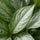 Aglaonema Silver Bay Kolbenfaden — pflegeleichte Zimmerpflanze mit dekorativen Blättern