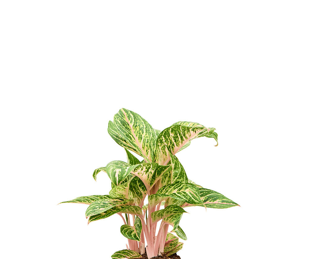 Kolbenfaden - Aglaonema Coco Melon