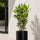 Laurus Nobilis kaufen — mediterrane Lorbeerpflanze mit aromatischen glänzenden Blättern