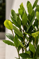 Laurus Nobilis Blattdetail — glänzende aromatische Blätter des Echten Lorbeers