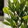 Laurus Nobilis Blattdetail — glänzende aromatische Blätter des Echten Lorbeers