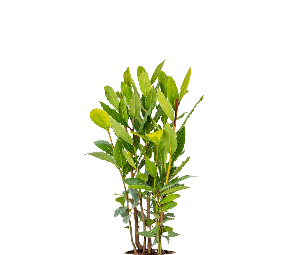 Echter Lorbeer - Laurus Nobilis