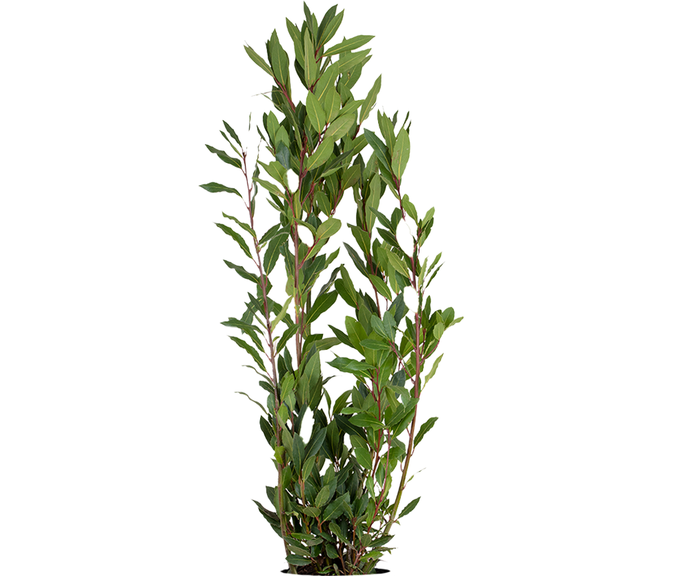 Echter Lorbeer - Laurus Nobilis