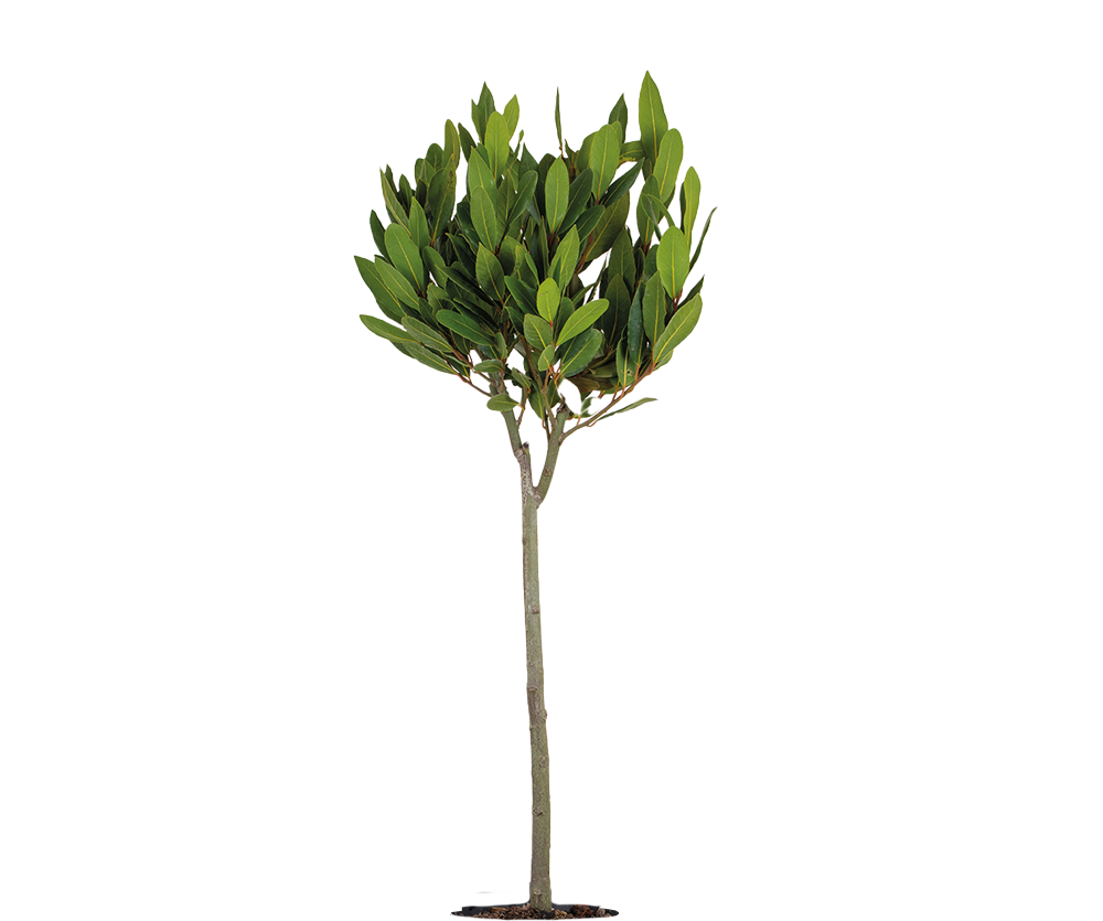 Echter Lorbeer auf Stamm - Laurus Nobilis