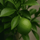 Limettenbaum Citrus aurantifolia — aromatisches Zitrusgehölz für Balkon und Terrasse