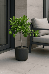 Limettenbaum kaufen — Citrus aurantifolia mit glänzenden Blättern und Früchten, 80 cm
