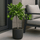 Limettenbaum kaufen — Citrus aurantifolia mit glänzenden Blättern und Früchten, 80 cm