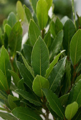 Lorbeer-Stämmchen Laurus Nobilis — eleganter Formschnitt als mediterrane Kübelpflanze