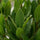 Lorbeer-Stämmchen Laurus Nobilis — eleganter Formschnitt als mediterrane Kübelpflanze