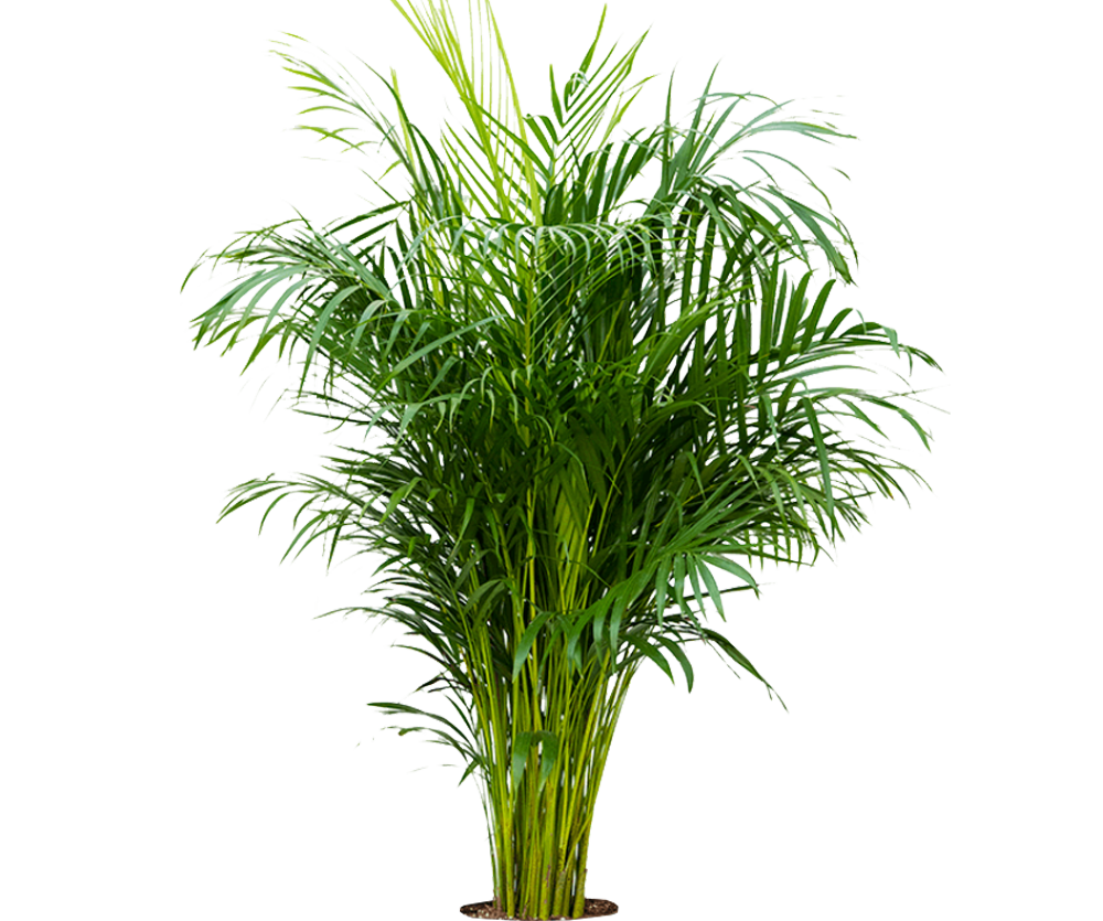 Areca - Goldfruchtpalme