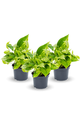 Scindapsus Marble Queen 3er Set Finestgreen [mc]