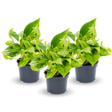 Scindapsus Marble Queen 3er Set Finestgreen [mc]
