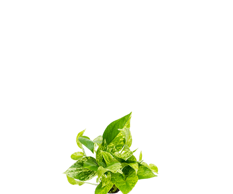 Efeutute Marble Queen - Epipremnum Aureum