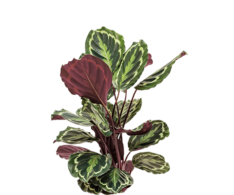 Calathea Medallion - Korbmarante