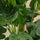 Monstera Deliciosa Zimmerpflanze — tropisches Fensterblatt mit dekorierten Blättern