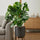 Monstera Deliciosa kaufen — Fensterblatt mit Moosstab und tiefen Blattschlitzen, 120 cm
