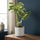Monstera Deliciosa Variegata kaufen — seltenes weißgeschecktes Fensterblatt, 45 cm