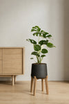 Monstera Deliciosa schlank – Fensterblatt