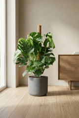 Monstera Deliciosa mit Moosstab — Kletterunterstützung für maximales Wachstum