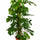 Monstera Deliciosa mit Moosstab