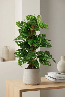 Monstera Adansonii - Monkey Leaf mit Moosstab