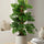 Monstera Monkey Leaf kaufen — Monstera adansonii mit Moosstab und Löcherblättern, 65 cm