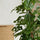 Monstera Monkey Leaf mit Moosstab Ø:27 H:160 cm Finestgreen 