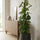 Monstera Monkey Leaf mit Moosstab Ø:27 H:160 cm Finestgreen 