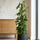 Monstera Monkey Leaf mit Moosstab Ø:27 H:160 cm Finestgreen 