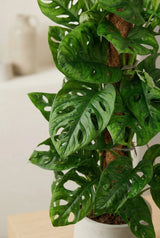 Monstera Monkey Leaf mit Moosstab — tropische Pflanze mit perforierten grünen Blättern