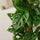 Monstera Monkey Leaf mit Moosstab — tropische Pflanze mit perforierten grünen Blättern