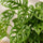Monstera Obliqua Blattdetail — feine Perforierungen der seltenen Lochmonstera