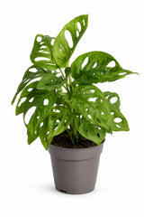 Monstera Obliqua als Zimmerpflanze — seltene Monstera-Art für Pflanzenliebhaber