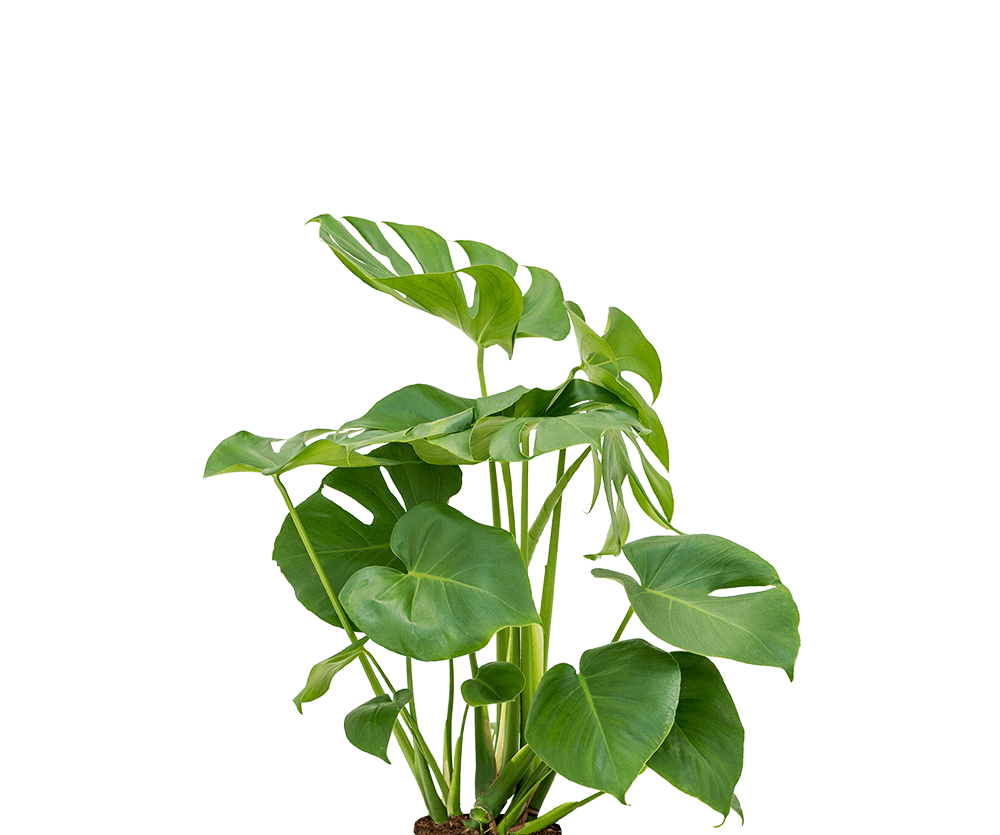 Monstera Deliciosa kompakt – Fensterblatt