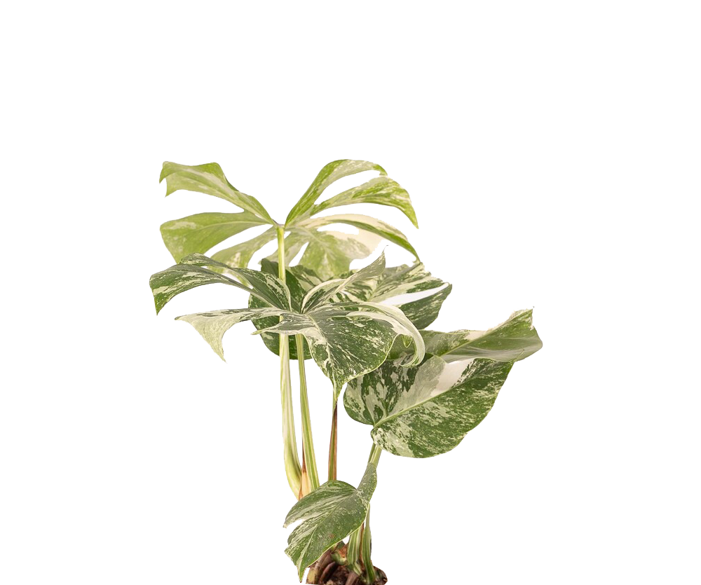 Monstera Variegata - Monstera Deliciosa Albo Variegata