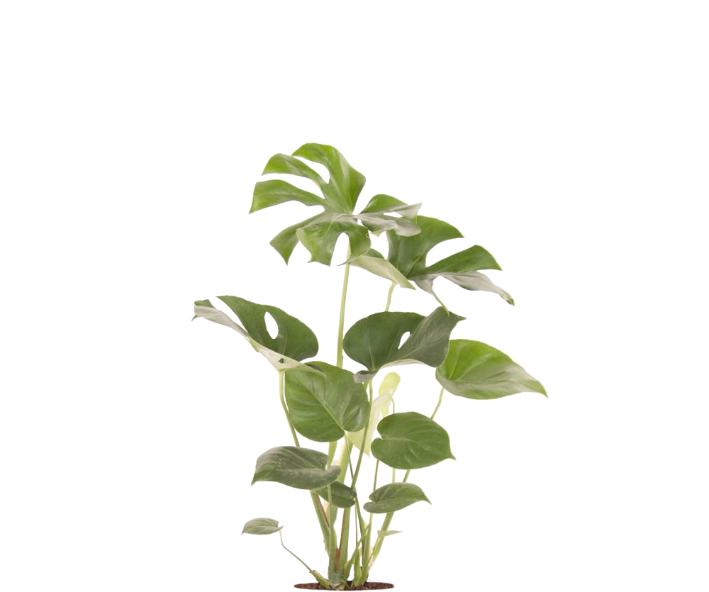 Monstera Deliciosa schlank – Fensterblatt