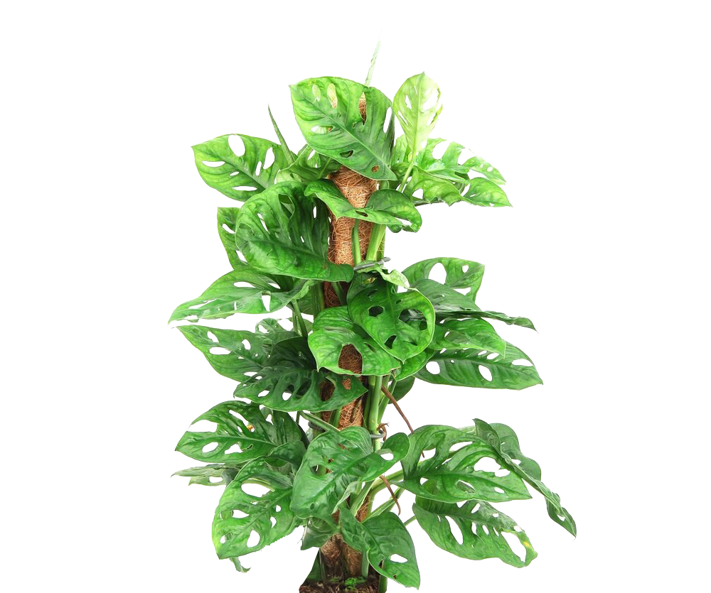 Monstera Adansonii - Monkey Leaf mit Moosstab