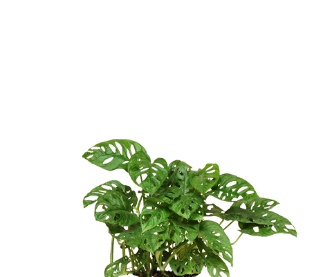 Monstera Obliqua - Monstera Adansonii Mini