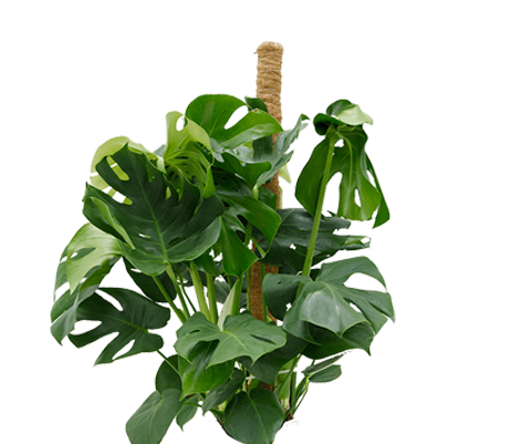 Monstera Deliciosa mit Moosstab