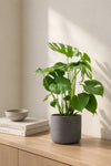 Monstera Deliciosa kompakt – Fensterblatt